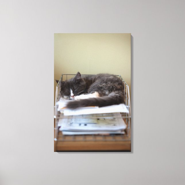 Kitten in an office in box canvas print (Front)