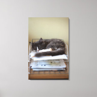 Kitten in an office in box canvas print