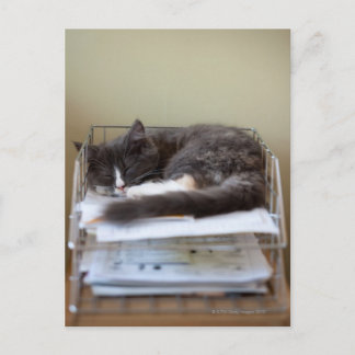Kitten in an office in box postcard