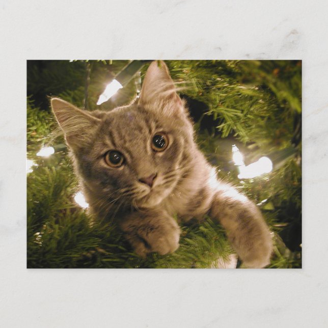 Kitten in Christmas Tree - Customisable Holiday Postcard (Front)