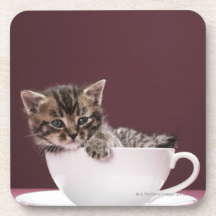 Kitten in cup and saucer coaster