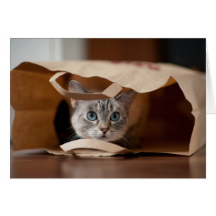 Kitten in Grocery Bag