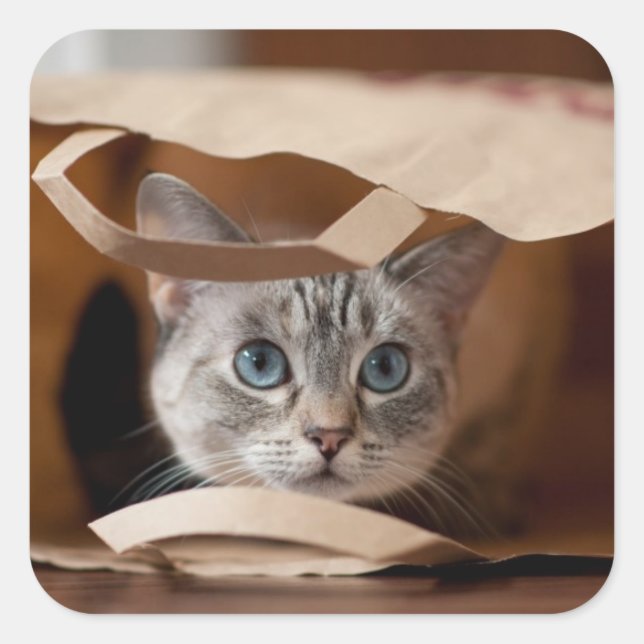 Kitten in Grocery Bag Square Sticker (Front)