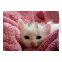 Kitten in Pink