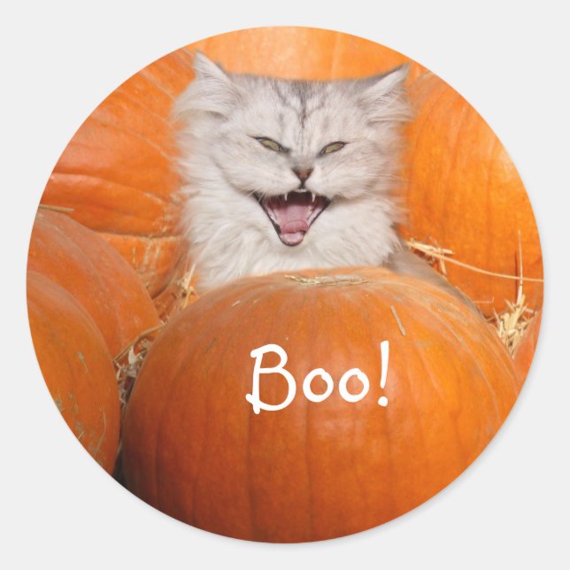 Kitten in pumpkins classic round sticker (Front)