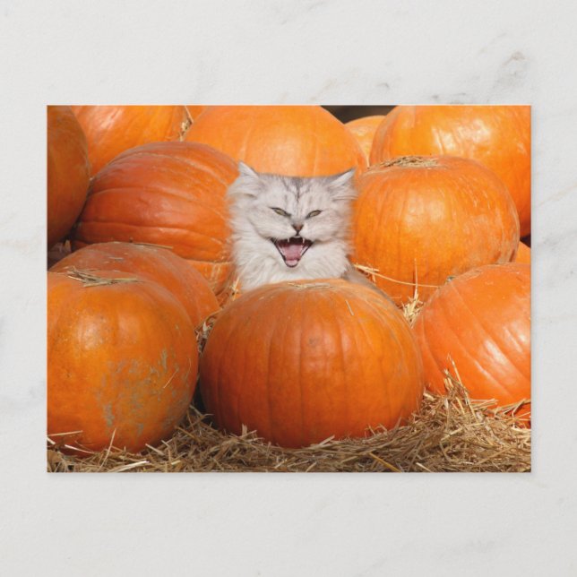 Kitten in pumpkins postcard (Front)
