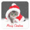Kitten In Santa Hat and Snowflakes 