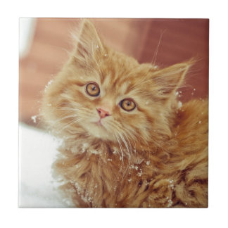 Kitten in Snow Tile