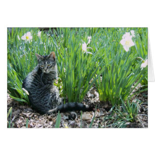 KITTEN IN THE GARDEN