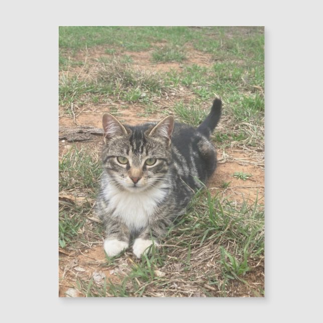 Kitten in the Grass (Front)