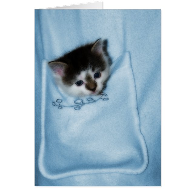 Kitten in the Pocket (Front)