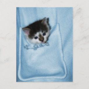 Kitten in the Pocket Postcard