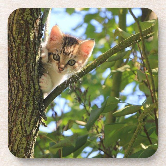 Kitten In Tree Coaster Set (Front)