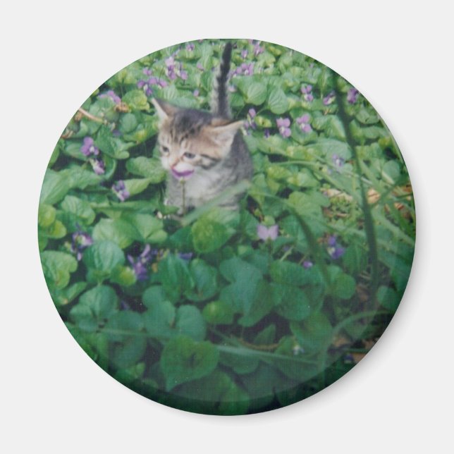 Kitten in Violets magnet (Front)