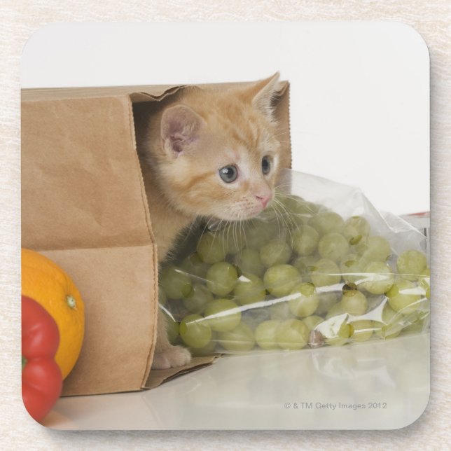 Kitten inside grocery bag coaster (Front)