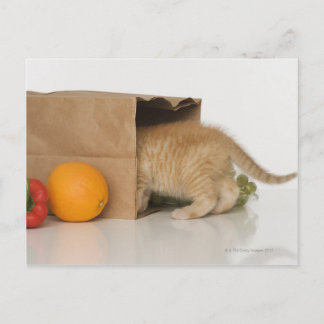 Kitten inside grocery bag postcard