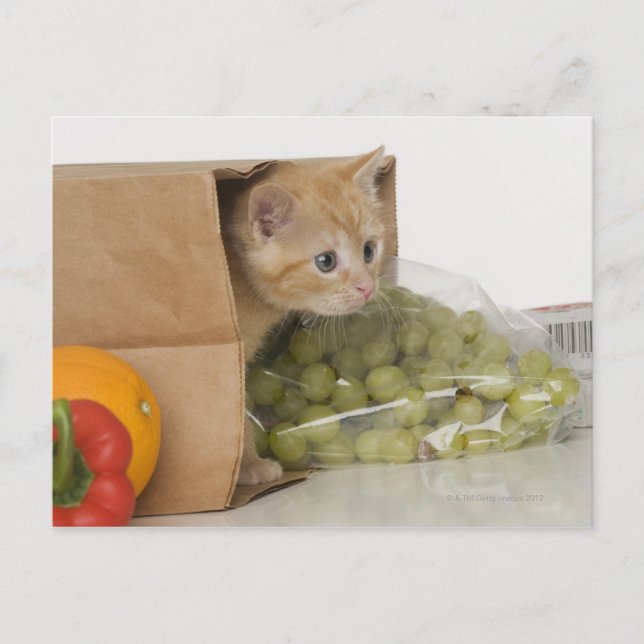 Kitten inside grocery bag postcard (Front)