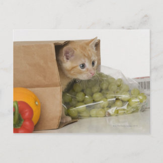 Kitten inside grocery bag postcard
