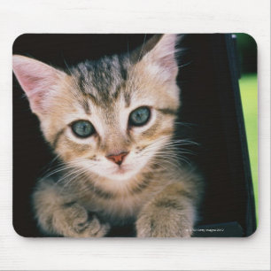 Kitten inside of mailbox mouse pad