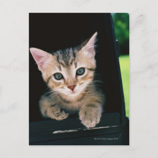Kitten inside of mailbox postcard