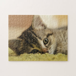 kitten jigsaw puzzle