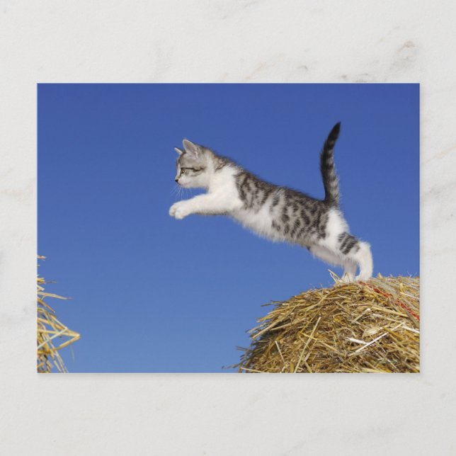 Kitten Jumping 2 Postcard (Front)