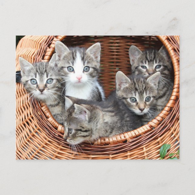 Kitten Kitty Cat Cute Fun Postcard (Front)