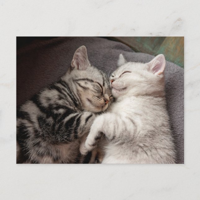 Kitten Kitty Cat Cute Fun Postcard (Front)