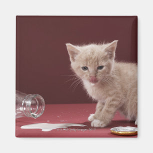 Kitten licking spilt milk from bottle magnet