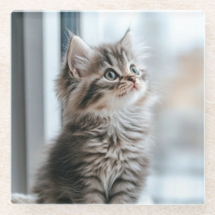 Kitten looking out the window glass coaster