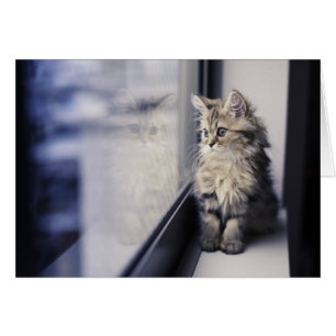 Kitten Looking Out Window