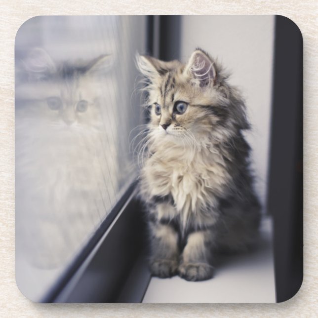 Kitten Looking Out Window Coaster (Front)