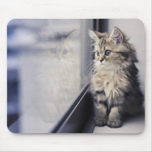 Kitten Looking Out Window Mouse Pad