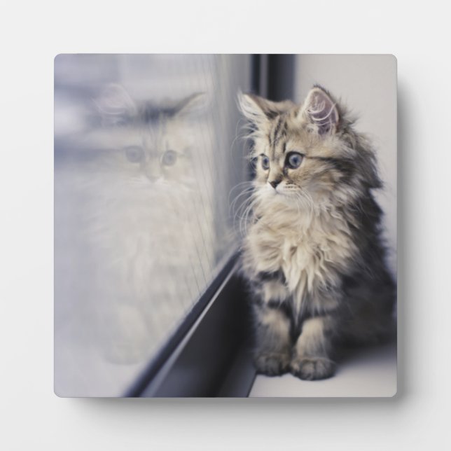 Kitten Looking Out Window Plaque (Front)