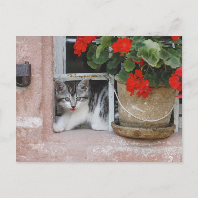 Kitten Looking Out Window Postcard (Front)