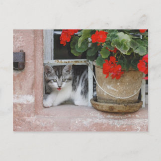 Kitten Looking Out Window Postcard