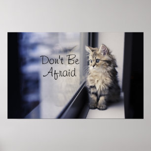 Kitten Looking Out Window Poster