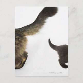 Kitten Looking up at its Mother's Tail Postcard