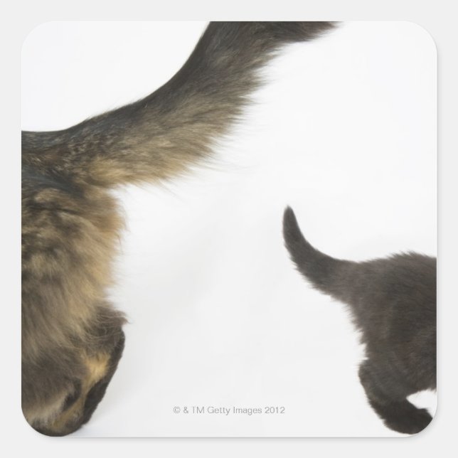 Kitten Looking up at its Mother's Tail Square Sticker (Front)