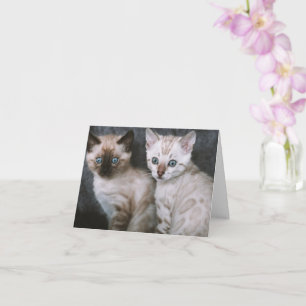 Kitten Love Card