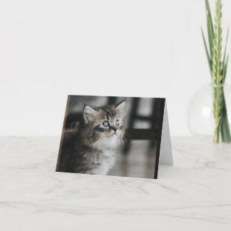 Kitten Love Card