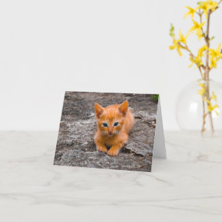 Kitten Love Card