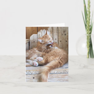 Kitten Love Greeting Card