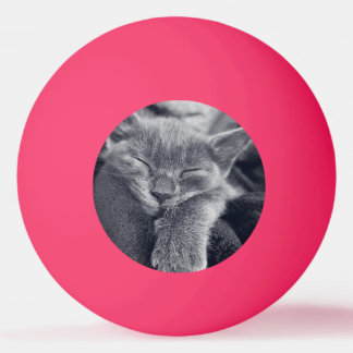 Kitten love ping pong ball