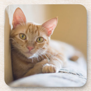 Kitten Lying On The Couch Coaster