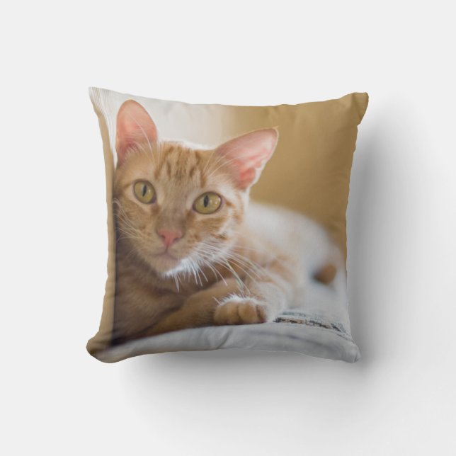 Kitten Lying On The Couch Cushion (Front)