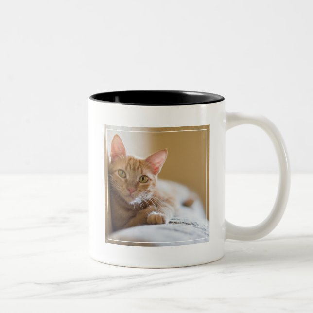 Kitten Lying On The Couch Two-Tone Coffee Mug (Right)