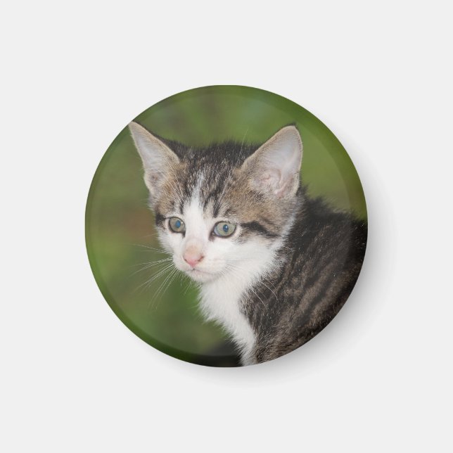 Kitten Magnet (Front)