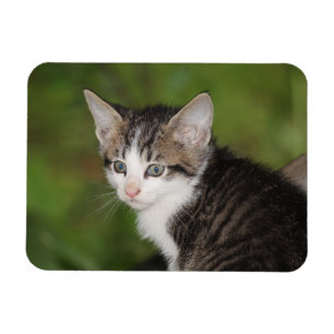 Kitten Magnet