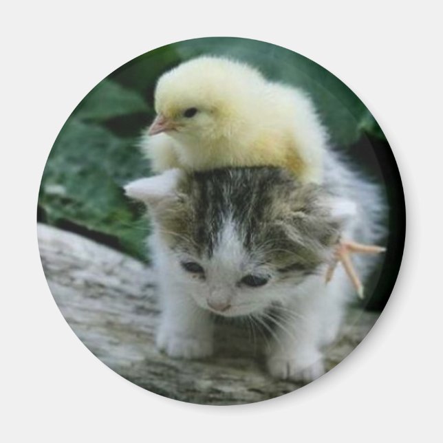 kitten magnet (Front)